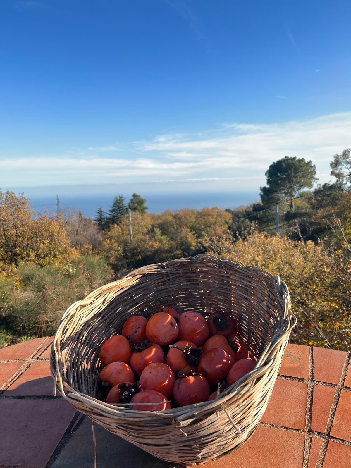 Cesto di cachi con vista sul mare e vegetazione autunnale — Etna 1928 Country House